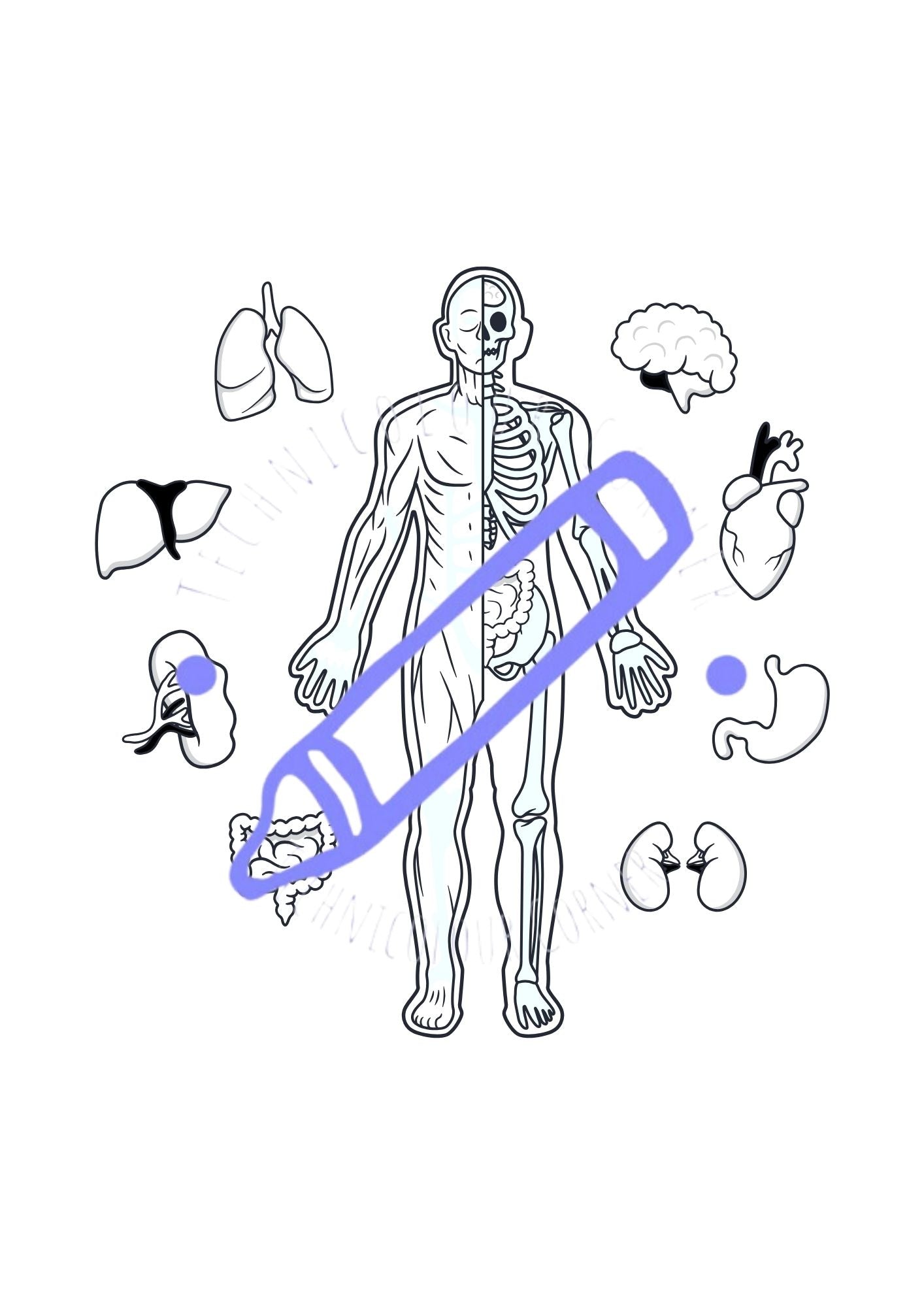 different organs around the body colouring page