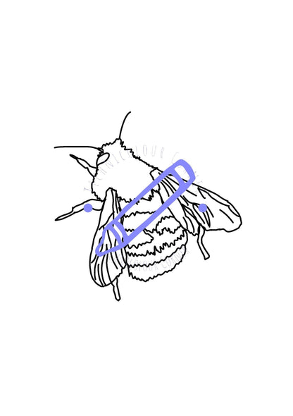 hand drawn colouring page of a bee