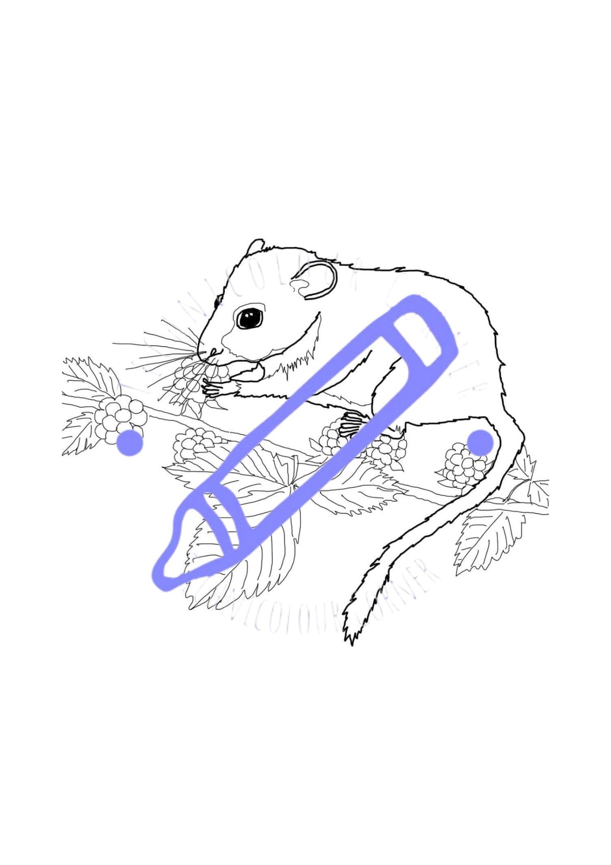 dormouse colouring page