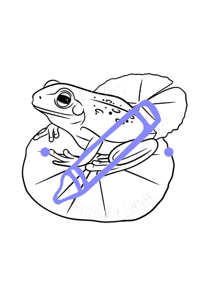 a frog on a lilly pad colouring page