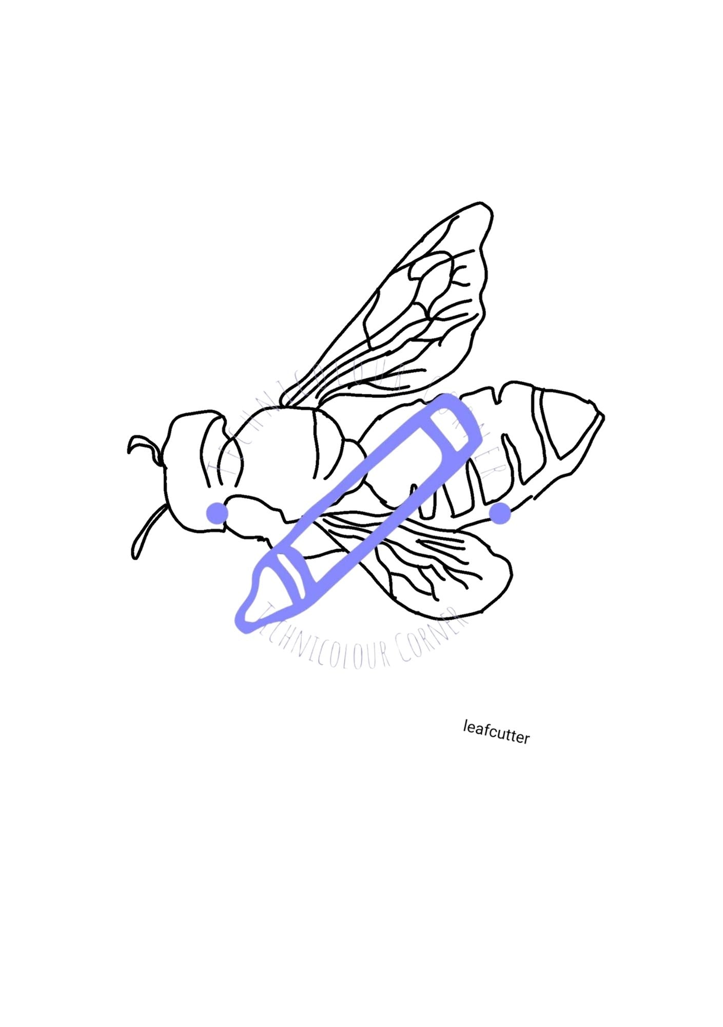 leaf cutter bee colouring page