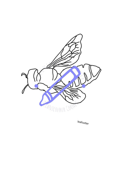 leaf cutter bee colouring page