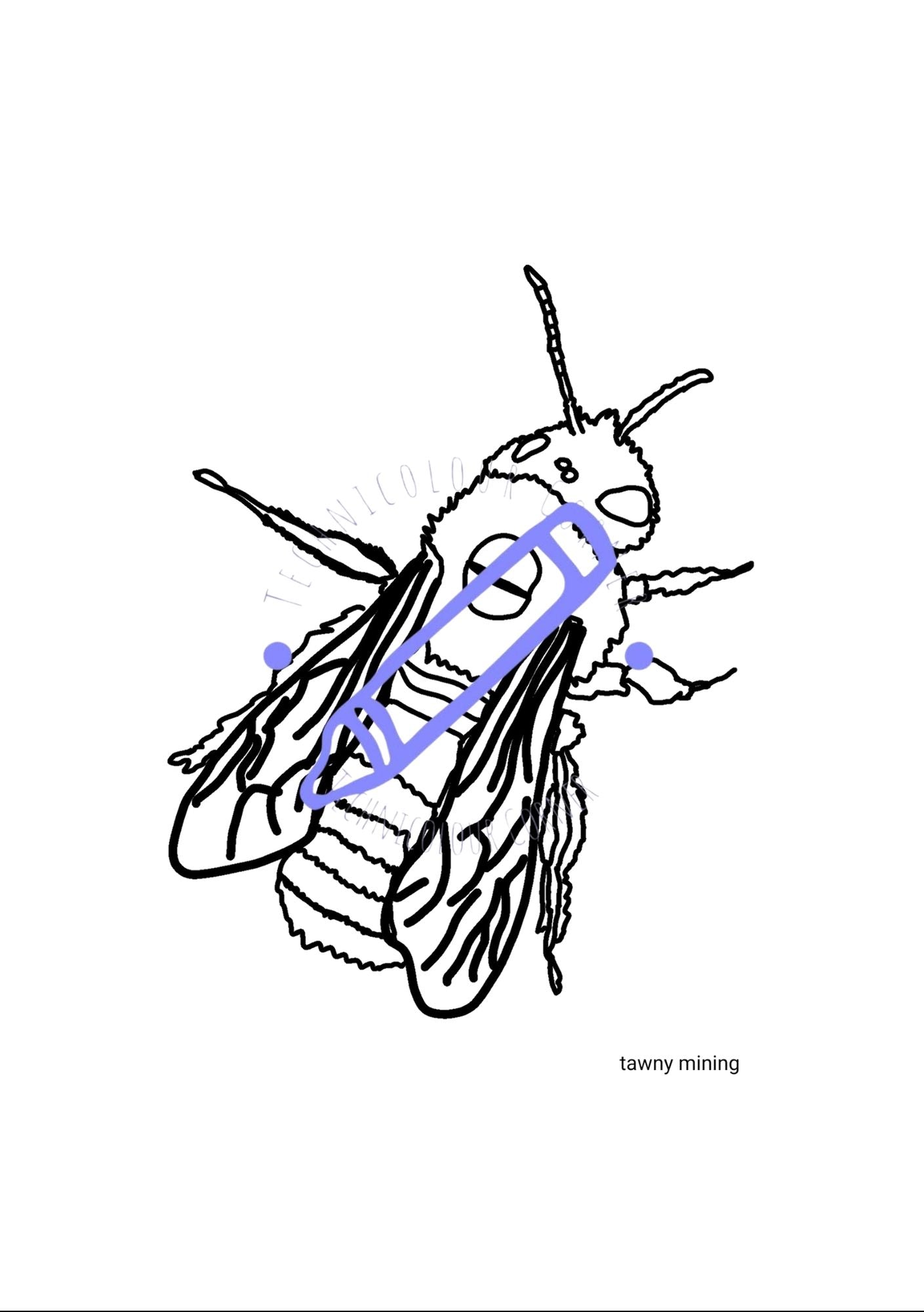tawny mining bee colouring page
